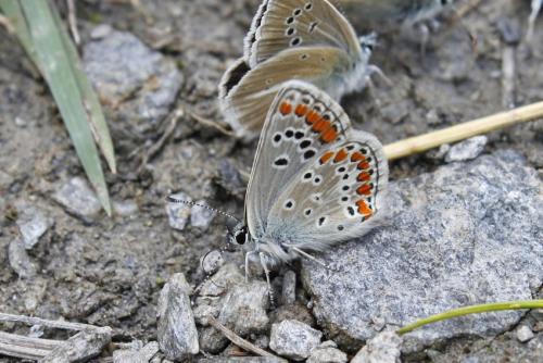Réf. 349 897 : Aricia artaxerxes